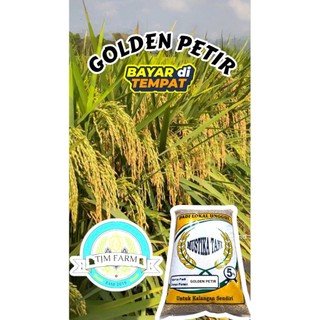 BIJI PADI BIBIT PADI GOLDEN PETIR 5KG TAHAN REBAH BATANG KUAT