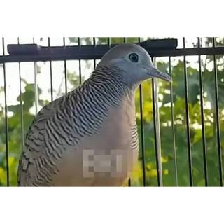 Perkutut Jumbo Lokal Tuban Jatim COD