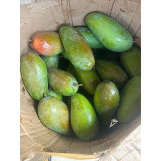 MANGGA KIOJAY MENTAH ATAU MENGKEL. KUALITAS SUPER !! GRATIS BUMBU RUJAK BANGKOK!
