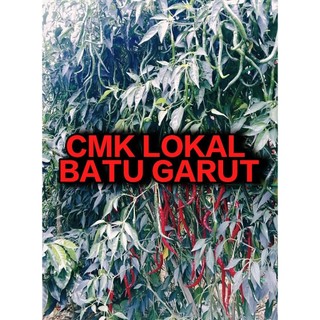 Bibit/benih cabe lokal BATU GARUT