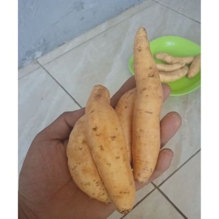 UBI Cilembu Ares/Pilus Ubi Mini 1kg isi 15-Keatas