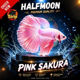 BETTA HALFMOON PINK SAKURA — Warna Mewah, Sirip Super Cantik!