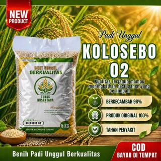Benih padi unggul KOLOSEBO 02 kemasan 5kg original