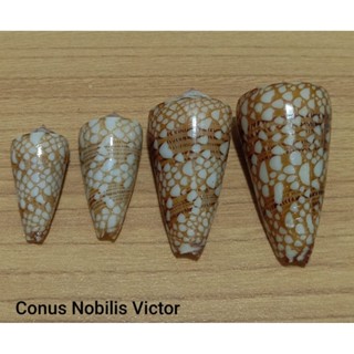 คอลเลคชั่นเปลือกหอย*