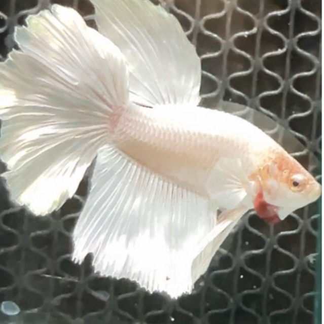 Halfmoon Randem 3 หาง 50k ไซส์ M+ - L