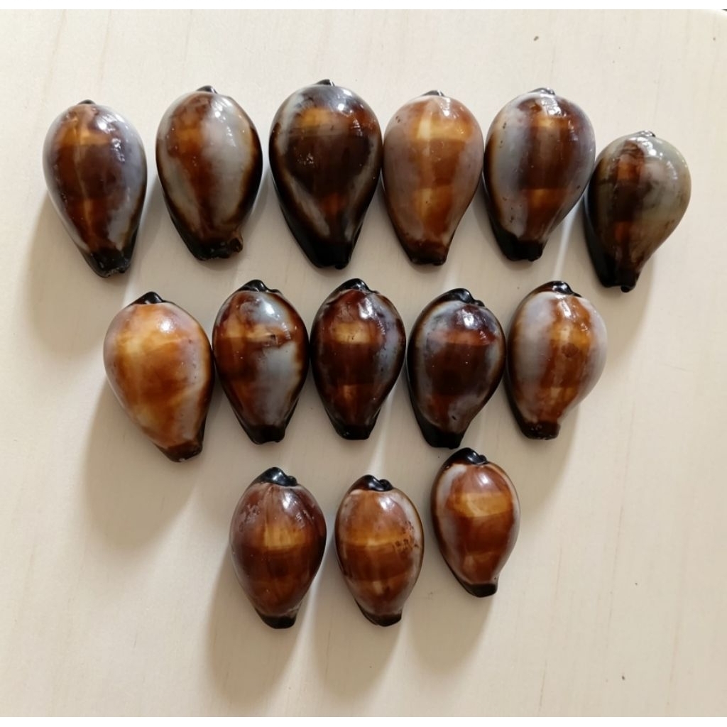 เปลือก Cyprus Onyx**