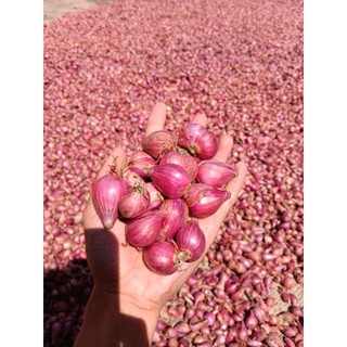 Bawang Merah Lokal Nganjuk Kering Bersih Berkualitas 1 Kg