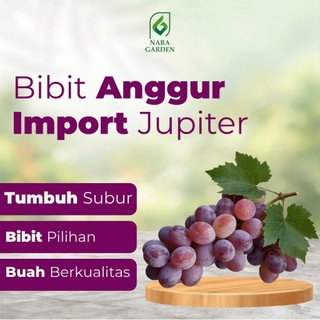 Bibit Anggur Import Jupiter  Garansi Grafting  Tinggi 40-50 cm  Siap Tanam