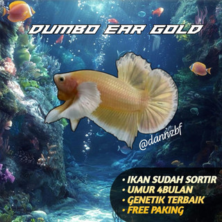 CUPANG PLAKAT DUMBO EAR GOLD BERKUALITAS GRADE A