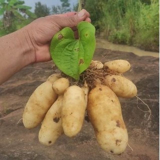 Gembili ketan fress  1kg (beli 10kg gratis 1kg )