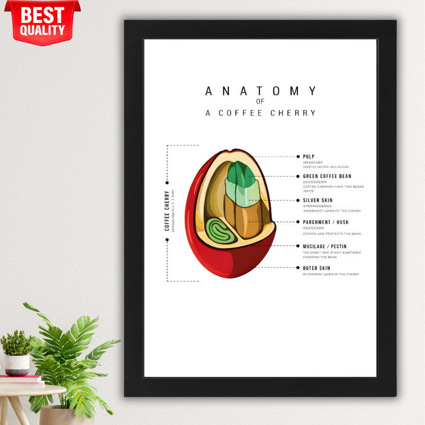 กาแฟตกแต่งผนังกาแฟ Anatomy Jumbo Wooden Frame A2 - Cherry Coffee Bean Barista Poster