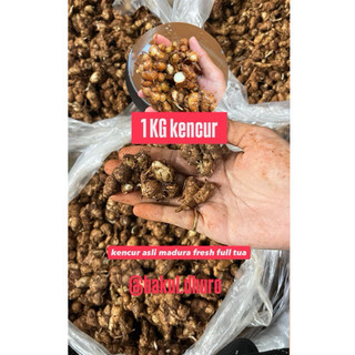 1KG KENCUR BUMBU SEBLAK KENCUR TUA FRESH SEGAR ASLI MADURA 1KG bumbu seblak kencur segar