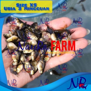 Anakan Ikan Oranda Super Mini Warna Mix / Paket Belajar Pembesaran untuk Pemula untuk Aquarium Aquascape dan Kolam