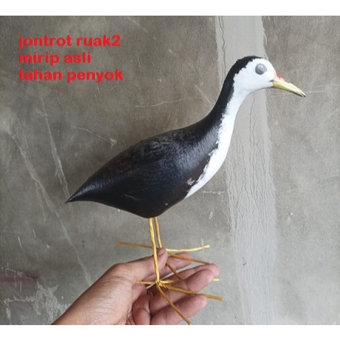 DECOY BIRD RUAK STATUE MANUK PADDY KAREO PADI JONTROT RUAK2 LIKE THE ORIGINAL resant, EFFECTIVE, PREMIUM QUALITY BIRD PICKAT