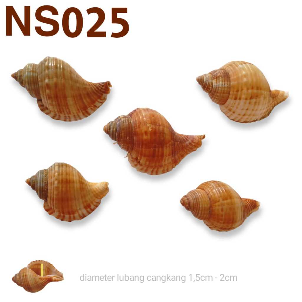NS025 NATURAL HERMIT CRAB SHELL HOUSE SHELL HERMIT CRAB SNAIL GERMS UMANG UMANG POMPIAN CRAB PETPA
