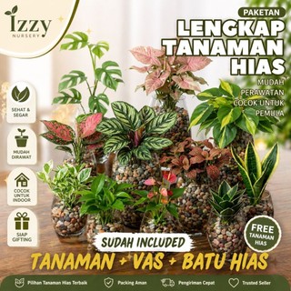 Paket Lengkap 3 in 1 Include Tanaman Hias Air Indoor + Vas Kaca Bulat + Batu Pancawarna Bambu Hoki Asli Hidup Di Air Segar Sudah Berakar Vasquarium Mini Untuk Hiasan Meja Kantor Estetik