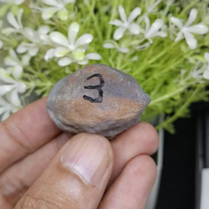 ARUM JR Adu Muncang รหัส 3