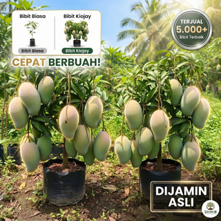 Bibit buah Mangga Kiojay Asli Thailand Okulasi 70–80 cm Cepat Berbuah Bisa Tabulampot