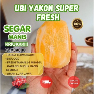 Ubi Yakon super fresh asli Wonosobo 100% 500gram grade A insulin alami