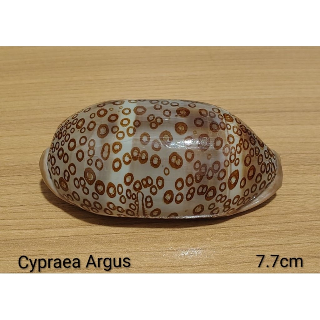 เปลือกสะสม Cypraea Argus