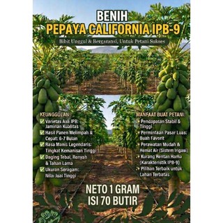 [COD 1 GRAM ISI 70 BUTIR] BENIH BIJI PEPAYA CALIFORNIA CALINA IPB-9 KUALITAS UNGGUL 100% ORIGINAL PREMIUM