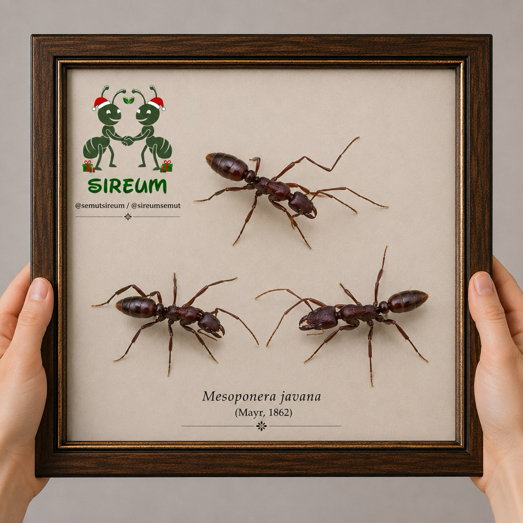 RATT Mesoponera javana โมเดลควีน โคลินี่
