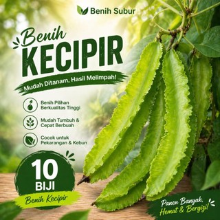 Benih Kecipir Unggul Isi 10 Biji – Cepat Tumbuh, Tahan Panas, Sayur Sehat Bergizi