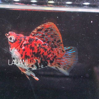 Hiasan Aquarium - calico molly sailfin
