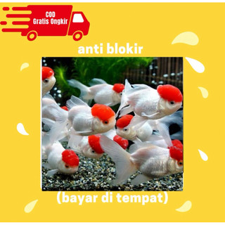 koki oranda red cup - oranda kepala merah rosetail jumbo 10,15cm murah