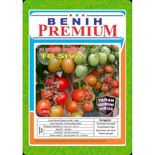 Benih Tomat Premium To Siva Produktifitas Tinggi, Buah Besar dan Keras, Tahan Gemini Virus, Usia 60hst