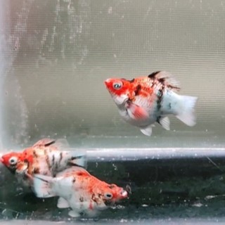 Molly Red Head ORI Thailand Merah Pekat Usia 2 Bulan 1 Ekor