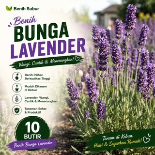 Benih Bunga Lavender Isi 10 Butir Bibit Lavender Ungu Wangi Tanaman Hias Bunga Cantik Mudah Tanam