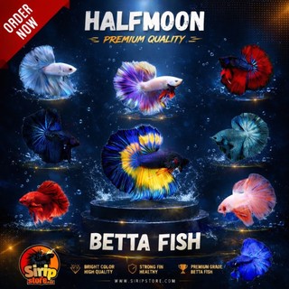 Halfmoon betta fish - quality premium
