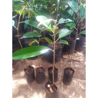 bibit durian musangking durihitam cumasi bawor okulasi  cepat berbuah tinggi30 -40 cm