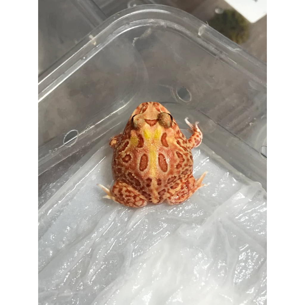 Pacman Frog ขนาด 4ซม. / กบตกแต่ง
