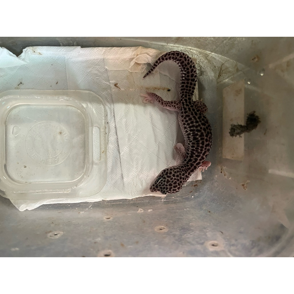 น่ารัก SNOW GECKO TOKEK