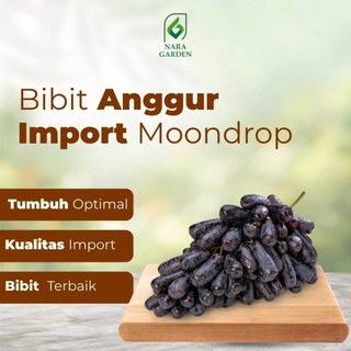 Nara Garden - Bibit Anggur Import Moondrop Garansi Valid 100%