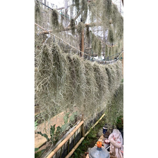 JENGOT MUSA / TILLANSIA PANJANG 20 cm