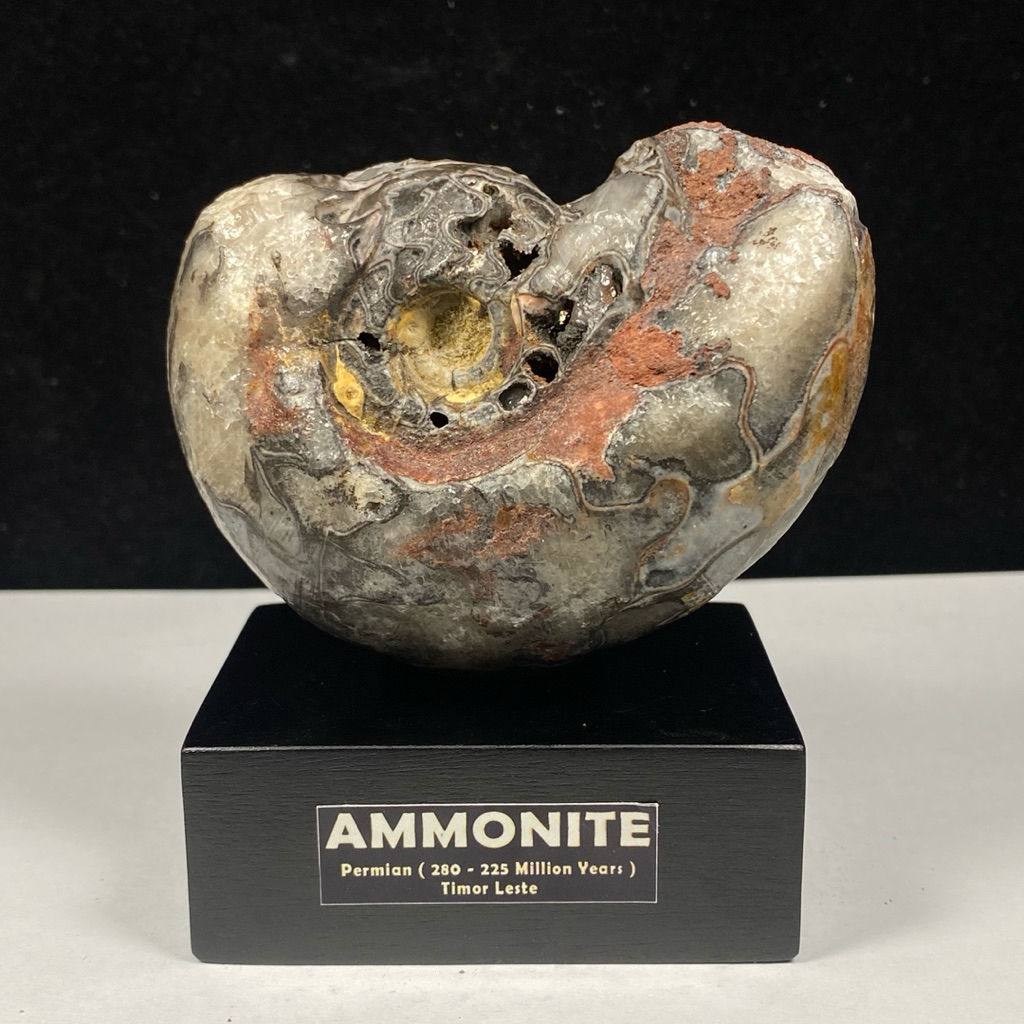 380Gr F osil Ammonite - Natural Ammonite Full Suture
