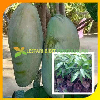Bibit Tanaman Mangga Kiojay Thailand - Mangga Jumbo Hasil Stek Okulasi Cepat Berbuah
