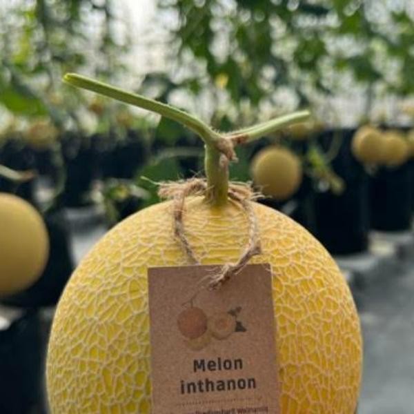 HIJAU Inthon Rz เมล็ดแตงโม Repack 100 เมล็ด Rijk Zwaan รอบสีเขียว