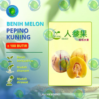 ± 100 BUTIR BENIH MELON PEPINO KUNING KEMASAN PABRIK IMPORT