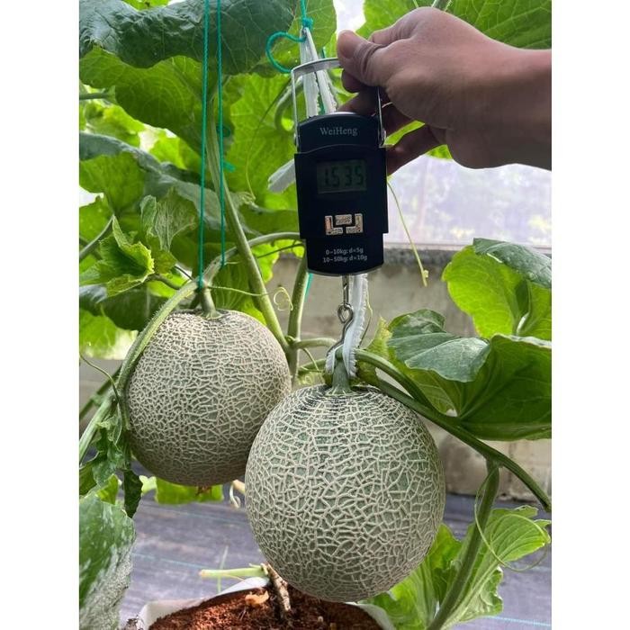 Sagami Rz Melon Seeds Repackaged 50 Premium Melon Seeds Rijk Zwaan Seeds