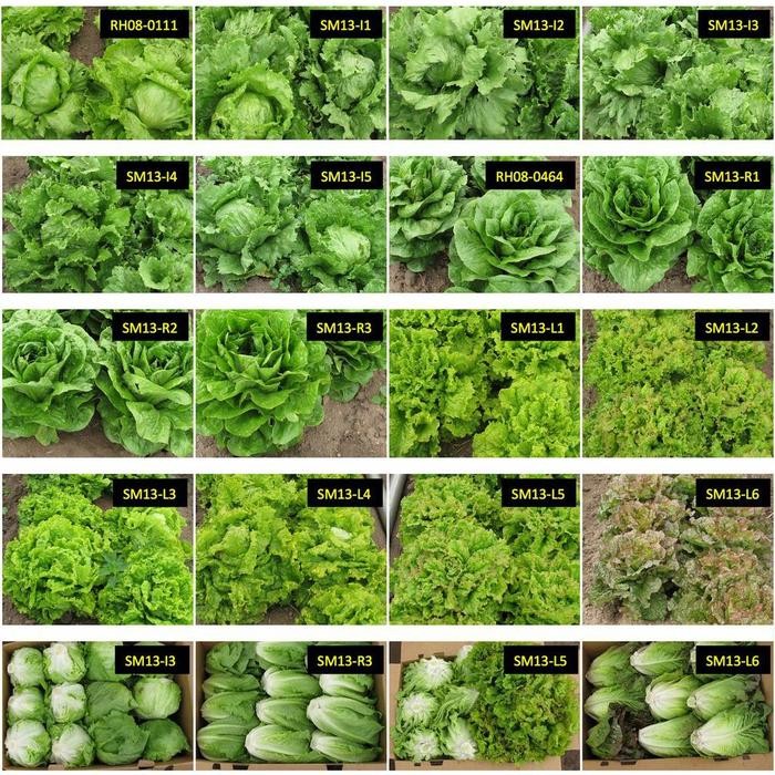 Rz เมล็ดผักกาดหอม Repack 200 เม็ด Original Rijk Zwaan