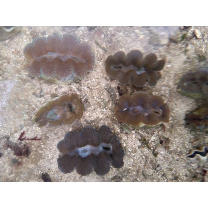 Pet- Khima - แผ่นกรองธรรมชาติ Biota สําหรับตู้ปลาน้ําทะเล