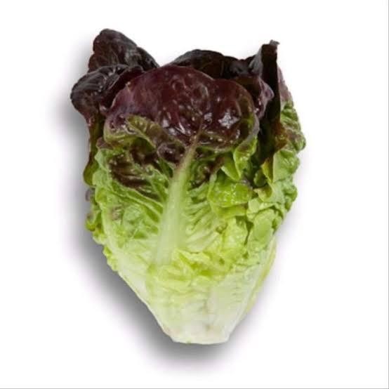 Evergreeen Amandine เมล็ดผักกาดหอม Rz 100 เม็ด Leaf Lettuce Lolorosa Rijk Zwaan