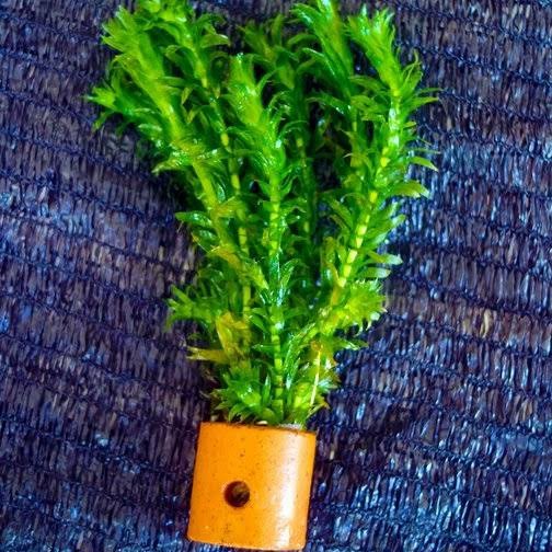 Hydrilla - พืช Aquascape