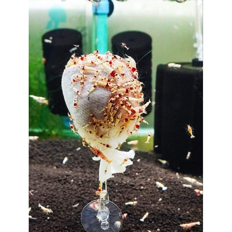 ซื้อ 5 ฟรี 1!!SHRIMP FOOD MICROORGANISM BAG(LUBAO) ข้าว/แป้งคริสตัล