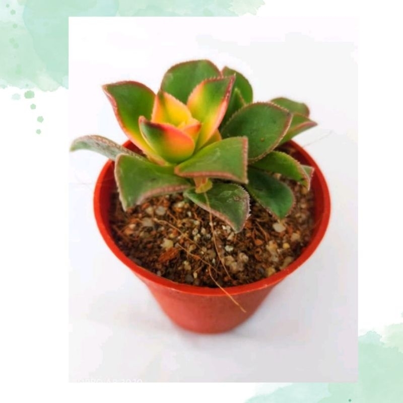 Ganohealth succulent Aeonium Haworthii Kiwi phenhealth พร้อมกระถาง 55 มม. ส่งตรงจาก Cameron Highland