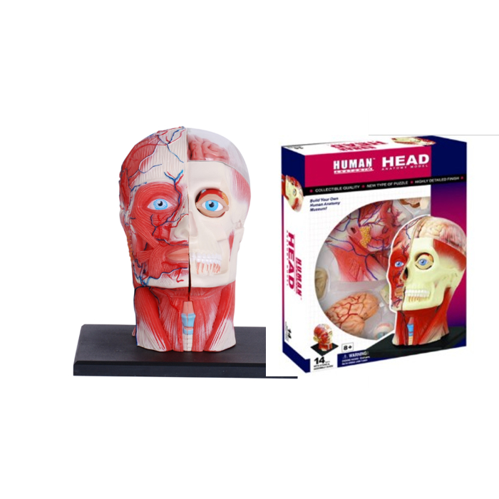 4D MASTER Human Deluxe Human Head Anatomy รุ่น